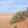 Red Sands