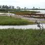 South Padre Island Birding and Nature Center & Alligator Sanctuary