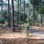 Gayla Mize Garden