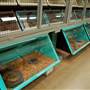 Animal World and Snake Farm