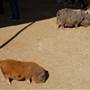 Animal World and Snake Farm