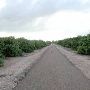 Grapefruit Orchard