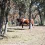 Henly Hill Ranch