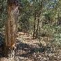 Buescher State Park