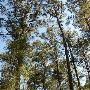 Buescher State Park