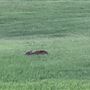 Pineforest Golf Club
