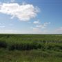 Cotton Fields on FM 1223