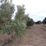 Texas Hill Country Olive Company