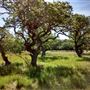The Cedars Ranch