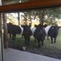 Obregon Ranch