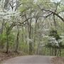 Davey Dogwood Park