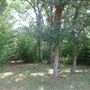 Waldhauser Property