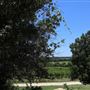 Bluff Dale Vineyards