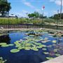 International Waterlily Collection