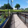 International Waterlily Collection