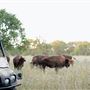 Roam Ranch