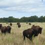 Roam Ranch
