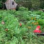 Our Country Cottage