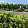 Narrow Path Winery
