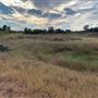 Rose Ranch