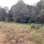 Rose Ranch