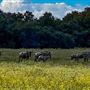 Valkyrie Ranch