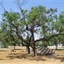 Miles City Park