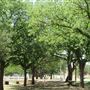 Miles City Park