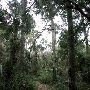 Sabal Palm Sanctuary