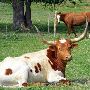Maysel Ranch