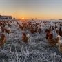 Shirttail Creek Farm