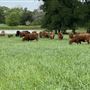 Shirttail Creek Farm