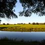 Cedars on the Brazos Bed & Breakfast