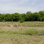 Bowman Branch Linear Park