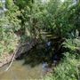 Dr. Robert Cluck Linear Park