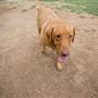 Tails 'N Trails Dog Park