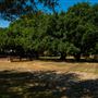 Freedom Tree Park