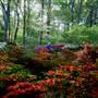 Nacogdoches Azalea Trail