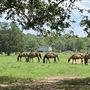 HorseLink Farm