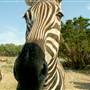 Natural Bridge Wildlife Ranch