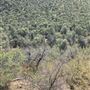 Hess Property
