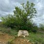 Tipton Ranch