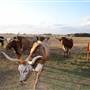 Alpha Omega Longhorn Ranch
