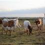 Alpha Omega Longhorn Ranch