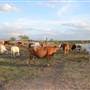 Alpha Omega Longhorn Ranch