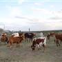 Alpha Omega Longhorn Ranch