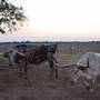 Alpha Omega Longhorn Ranch