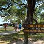 Goose Island State Park - The Big Tree