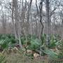 Palmetto State Park