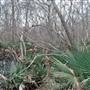 Palmetto State Park